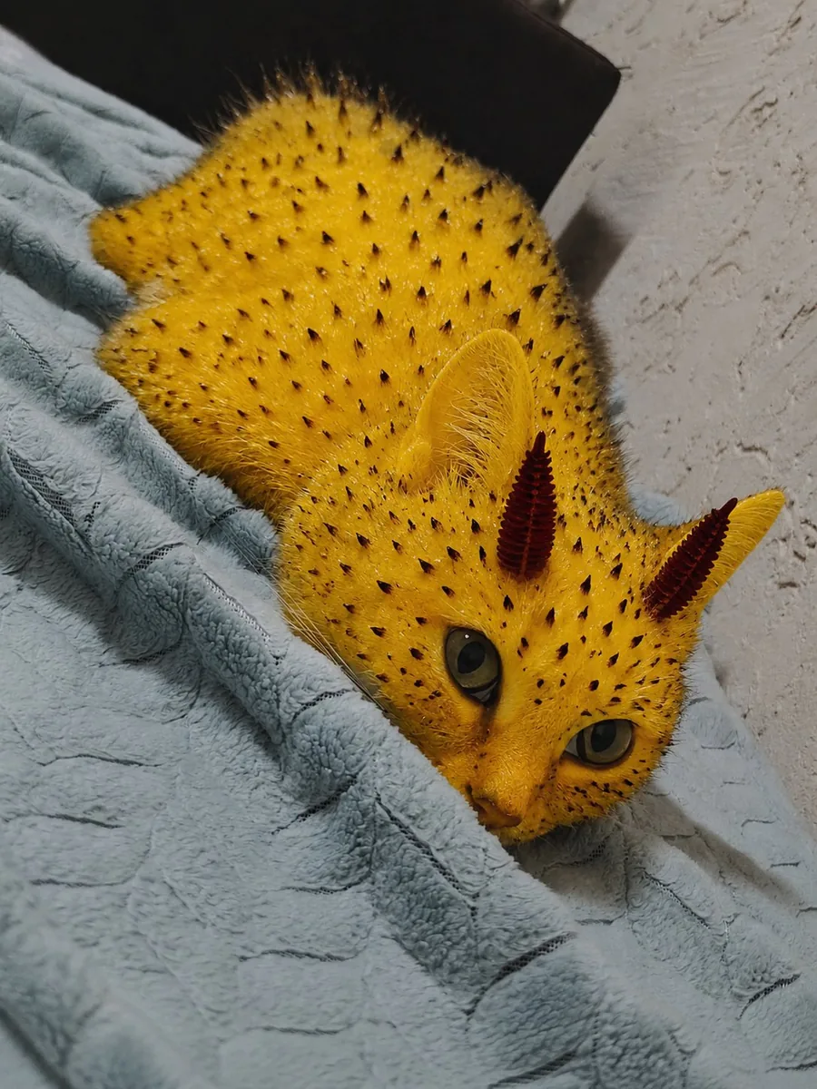 Манговая кошка